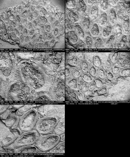 Membrendoecium parvicapitatum Canu & Bassler, 1923