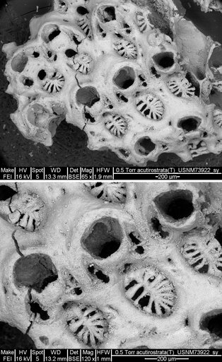 Tricephalopora acutirostrata Canu & Bassler, 1933