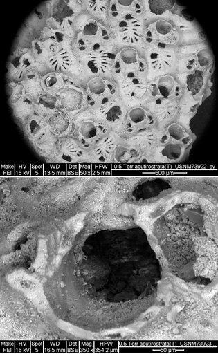 Tricephalopora acutirostrata Canu & Bassler, 1933