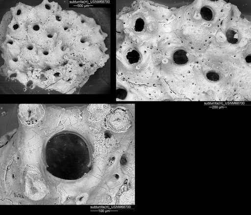 Holoporella subturrita Canu & Bassler, 1923