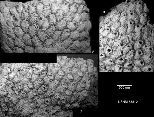 Cribrilina verrucosa Canu & Bassler, 1920