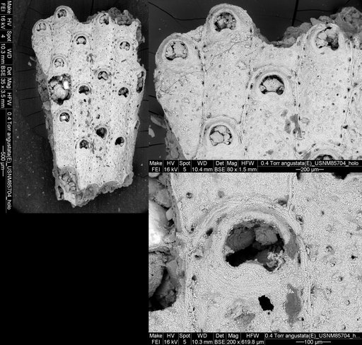 Emballotheca angustata Canu & Bassler, 1935