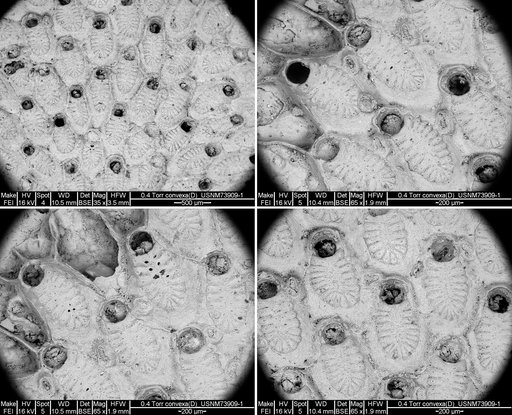 Diacanthopora convexa Canu & Bassler, 1933