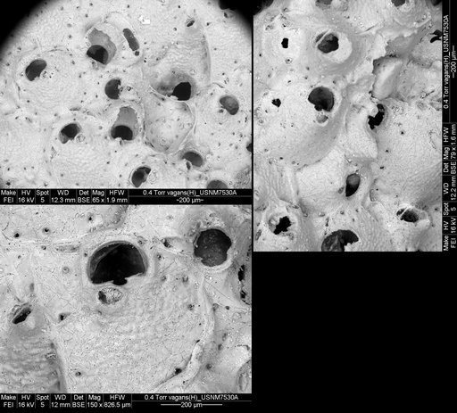 Holoporella vagans (Busk, 1881)