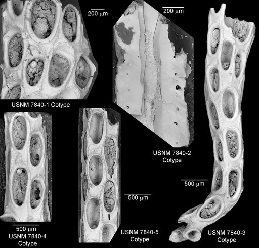 Membranipora bartschi Canu & Bassler, 1929