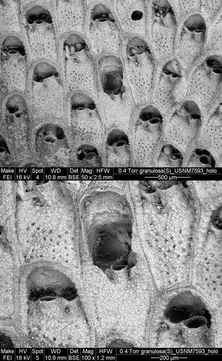 Siphonoporella granulosa Canu & Bassler, 1928