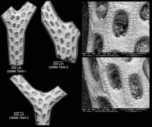 Acanthodesia virgata Canu & Bassler, 1929