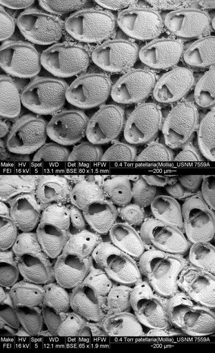 Mollia patellaria Smitt, 1873