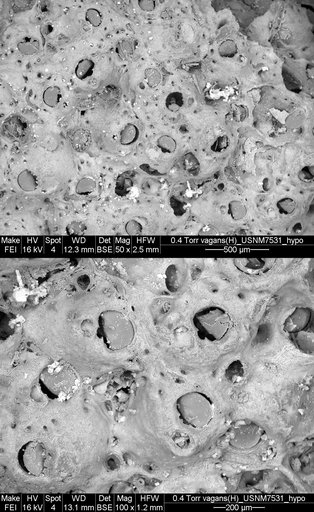 Holoporella vagans (Busk, 1881)