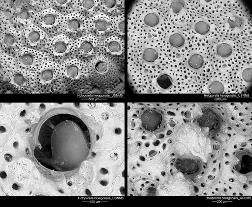 Holoporella hexagonalis Canu & Bassler, 1930