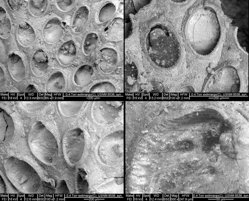 Crassimarginatella exilimargo Canu & Bassler, 1928