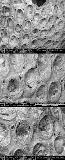 Dacryonella typica Canu & Bassler, 1928