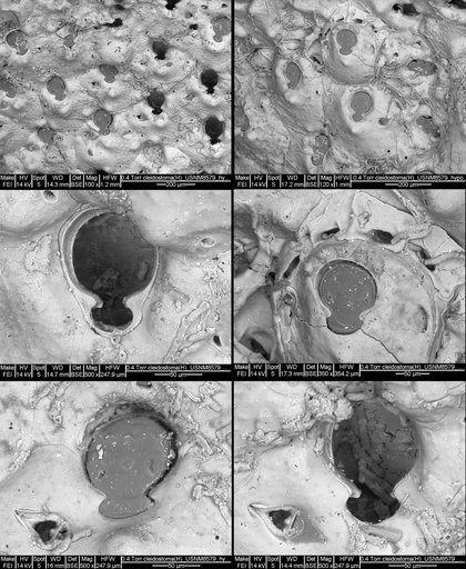 Hippoporina cleidostoma (Smitt, 1873)