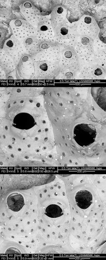 Tremoschizodina lata (Smitt, 1873)