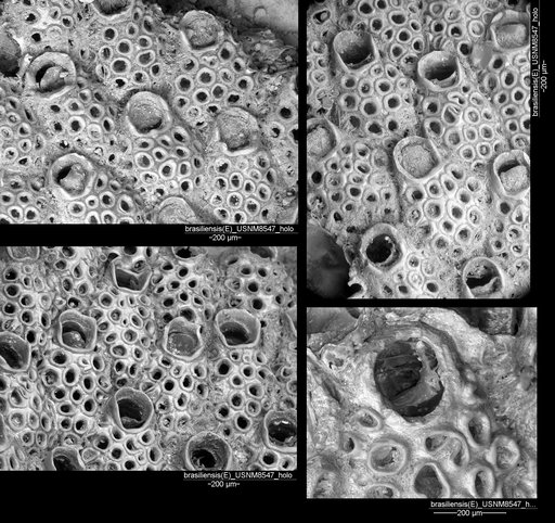 Exechonella brasiliensis Canu & Bassler, 1928
