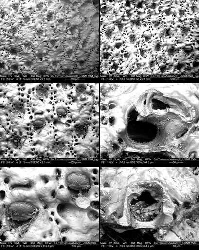 Rhynchozoon verruculatum (Smitt, 1873)