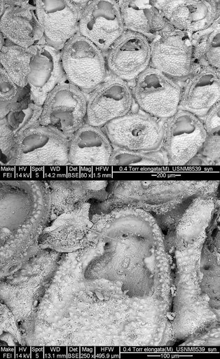 Mollia elongata Canu & Bassler, 1928
