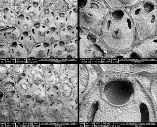 Andreella uncifera (Busk, 1884)