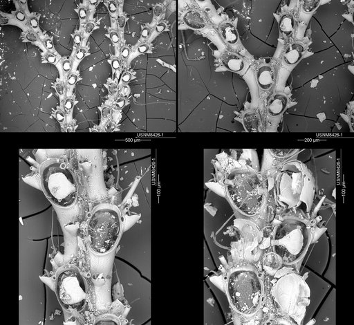Scrupocellaria sinuosa Canu & Bassler, 1927