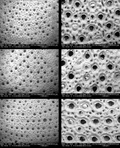 Flabellopora irregularis Canu & Bassler, 1929