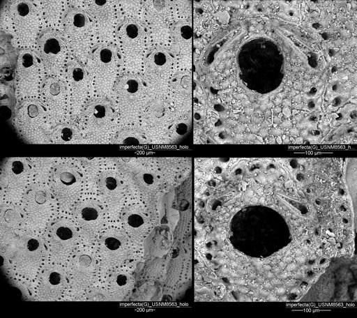 Gephyrophora imperfecta Canu & Bassler, 1928