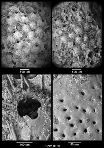 Mastigophora scopae Canu & Bassler, 1928