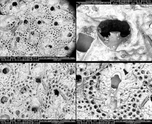 Smittina trispinosa spathulata (Smitt, 1873)