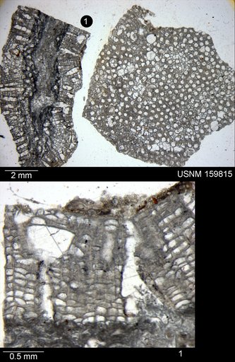 Strotopora foveolata Ulrich, 1890
