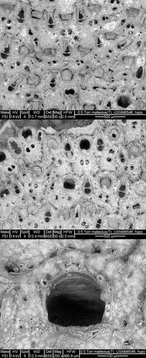 Tremogasterina malleolus Canu & Bassler, 1928
