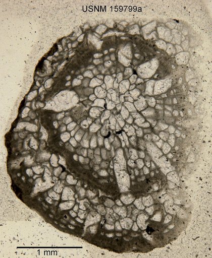 Cliotrypa ramosa Ulrich & Bassler in Bassler, 1929