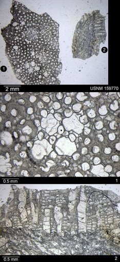 Strotopora foveolata Ulrich, 1890
