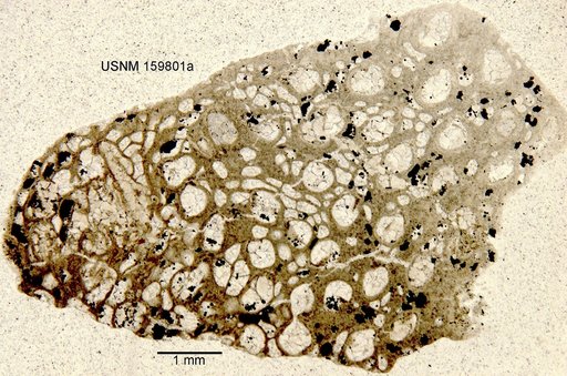 Cliotrypa ramosa Ulrich & Bassler in Bassler, 1929