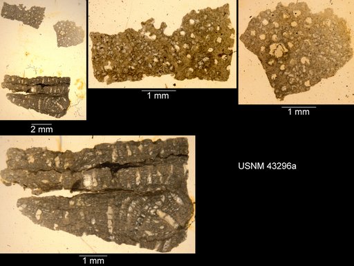 Strotopora dermata Ulrich, 1890