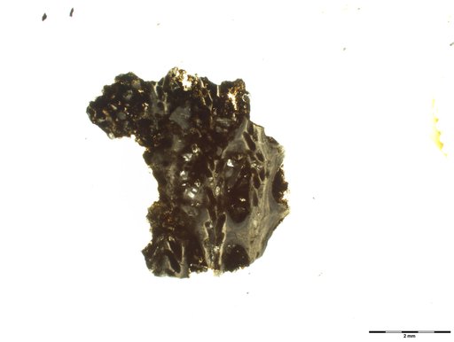 Polypora timorensis Bassler, 1929
