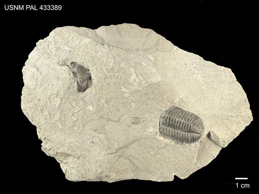 Drymotrypa diffusa (Hall, 1852)