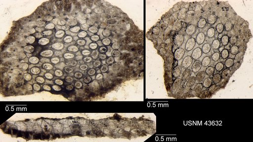 Aspidopora areolata Ulrich, 1883