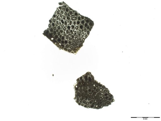Ulrichotrypa zonata Bassler, 1929