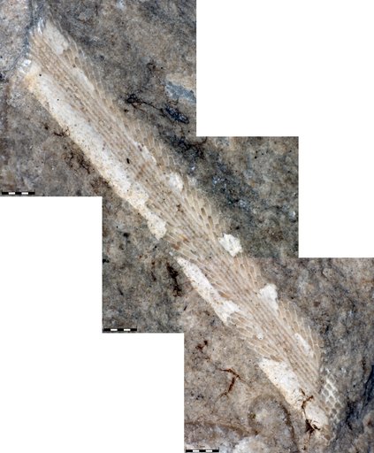 Ptilodictya gladiola Billings, 1866