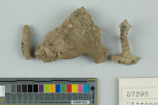 Dittopora annulata (Eichwald, 1860)