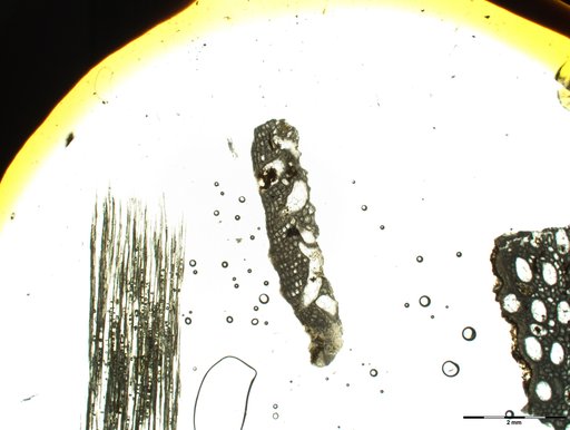 Fistulipora parallela Bassler, 1929