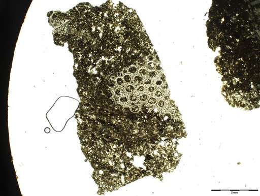 Ulrichotrypa ramulosa Bassler, 1929