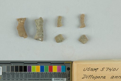 Dittopora annulata (Eichwald, 1860)