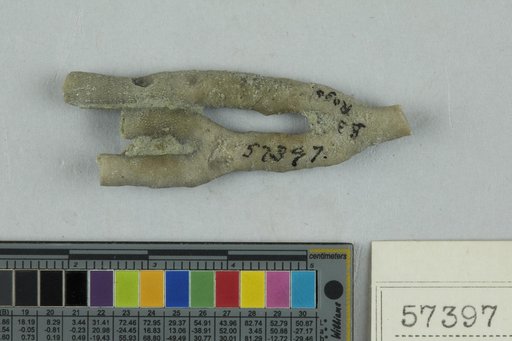 Dittopora annulata (Eichwald, 1860)