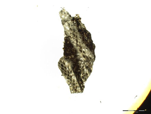 Polypora brouweri Bassler, 1929