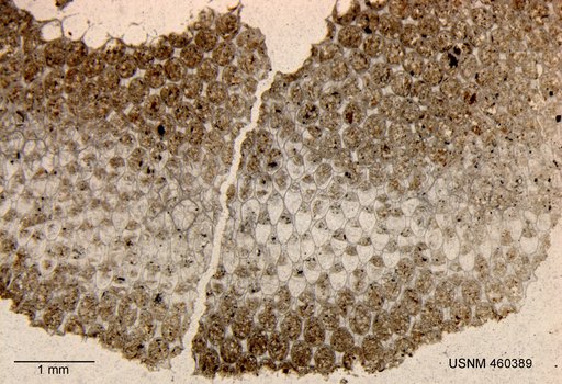 Aspidopora areolata Ulrich, 1883