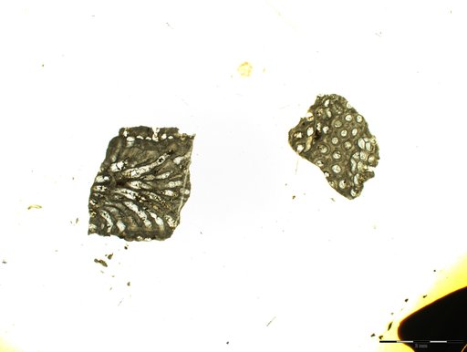 Ulrichotrypa parvulipora Bassler, 1929