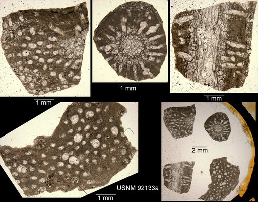 Cliotrypa ramosa Ulrich & Bassler in Bassler, 1929
