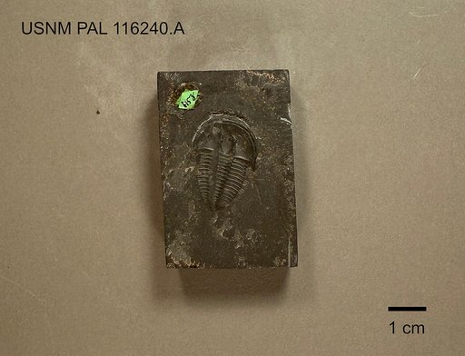 Elrathia permulta (Walcott)