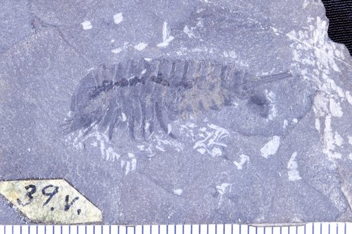 Habelia optata Walcott, 1912
