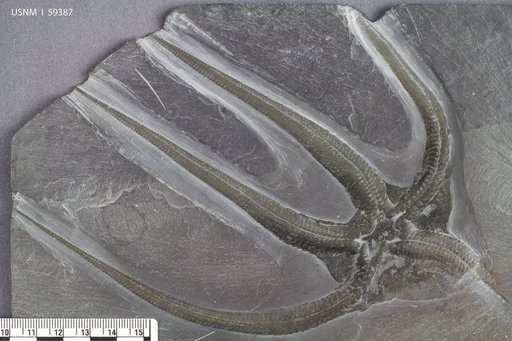 Eophiurites zetteli Sturtz